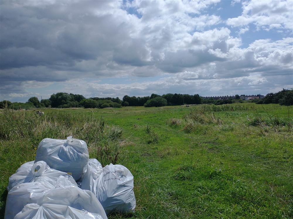 Ragwort Management at Warmfield Common
