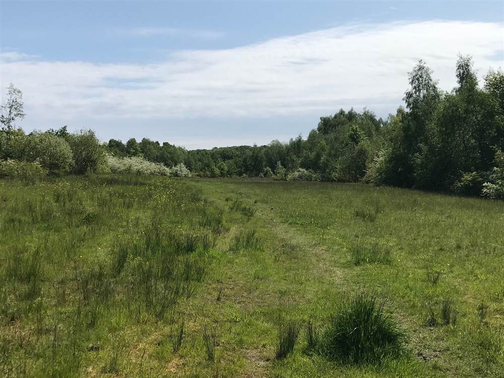 Practical work at Walton Colliery Nature Park