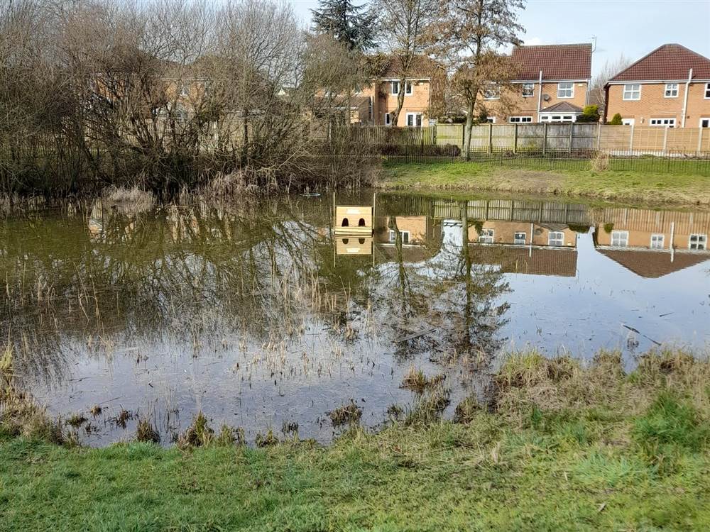 Grass Collection at Midgley Rise pond