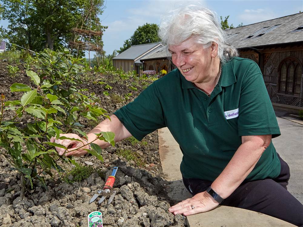 CLONE OF - Gardening and Grounds Volunteer